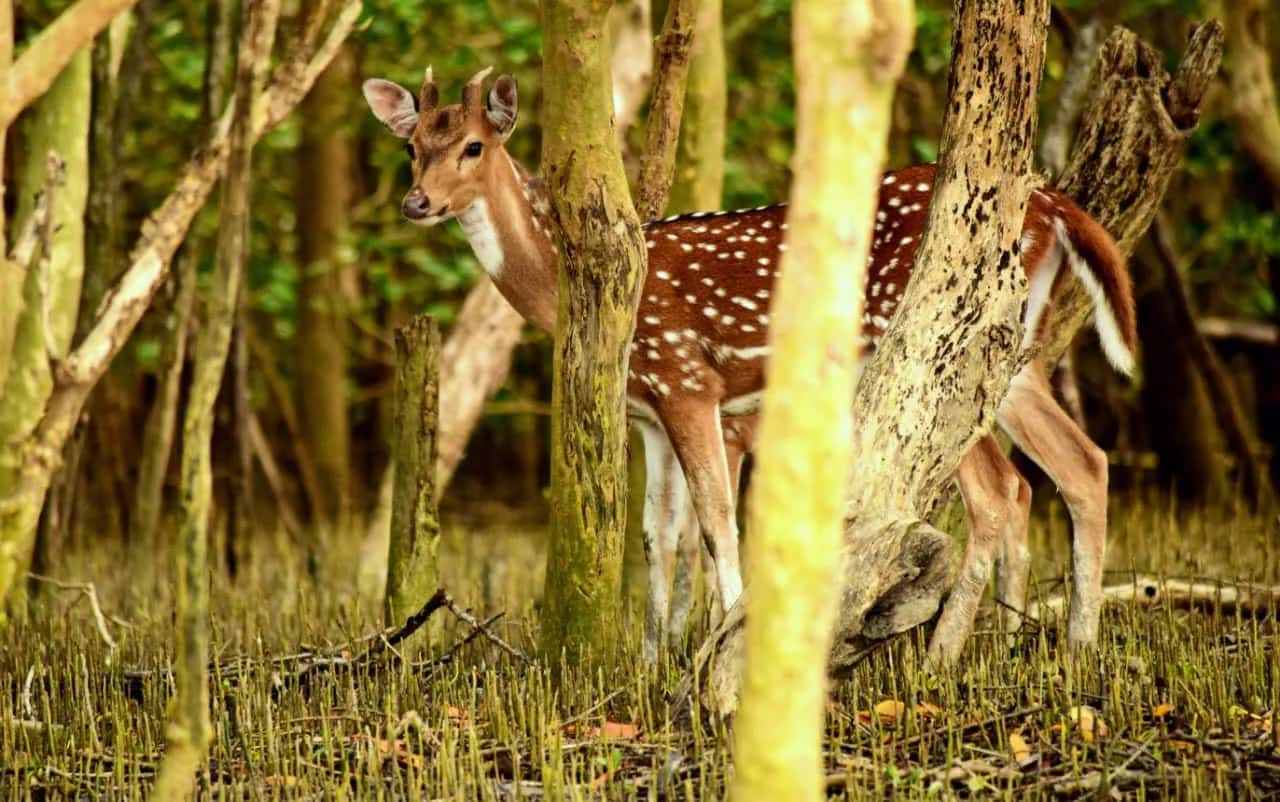Spotted deer standing naturally among the Sundarban mangroves