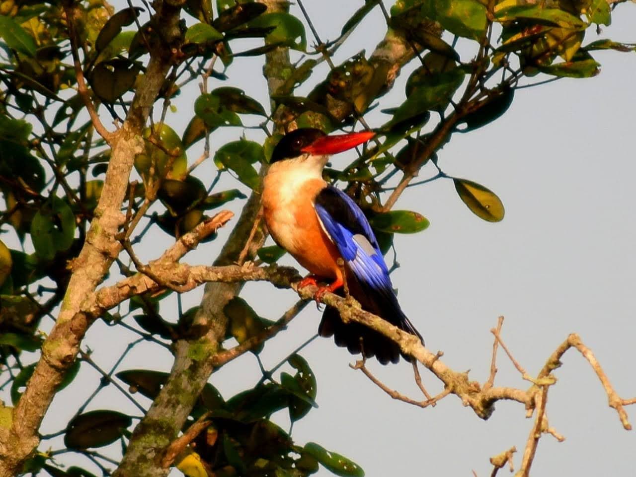 Black-capped kingfisher perched on a mangrove branch in the Sundarbans