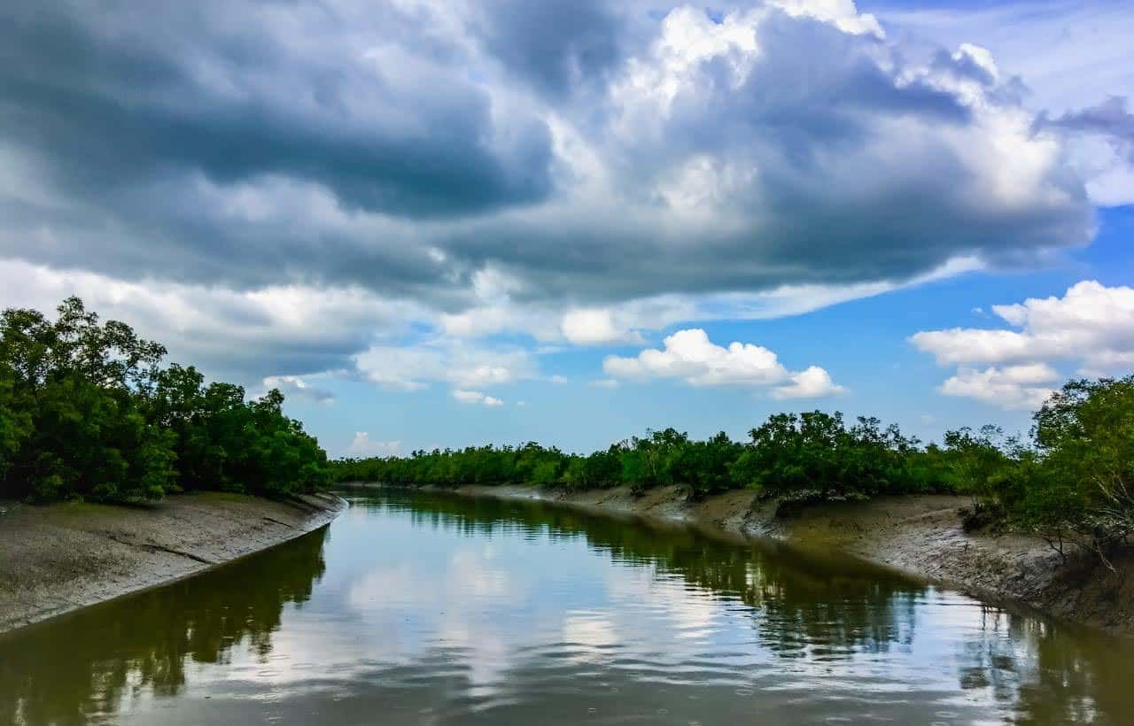 Mangrove creek winding through the Sundarbans