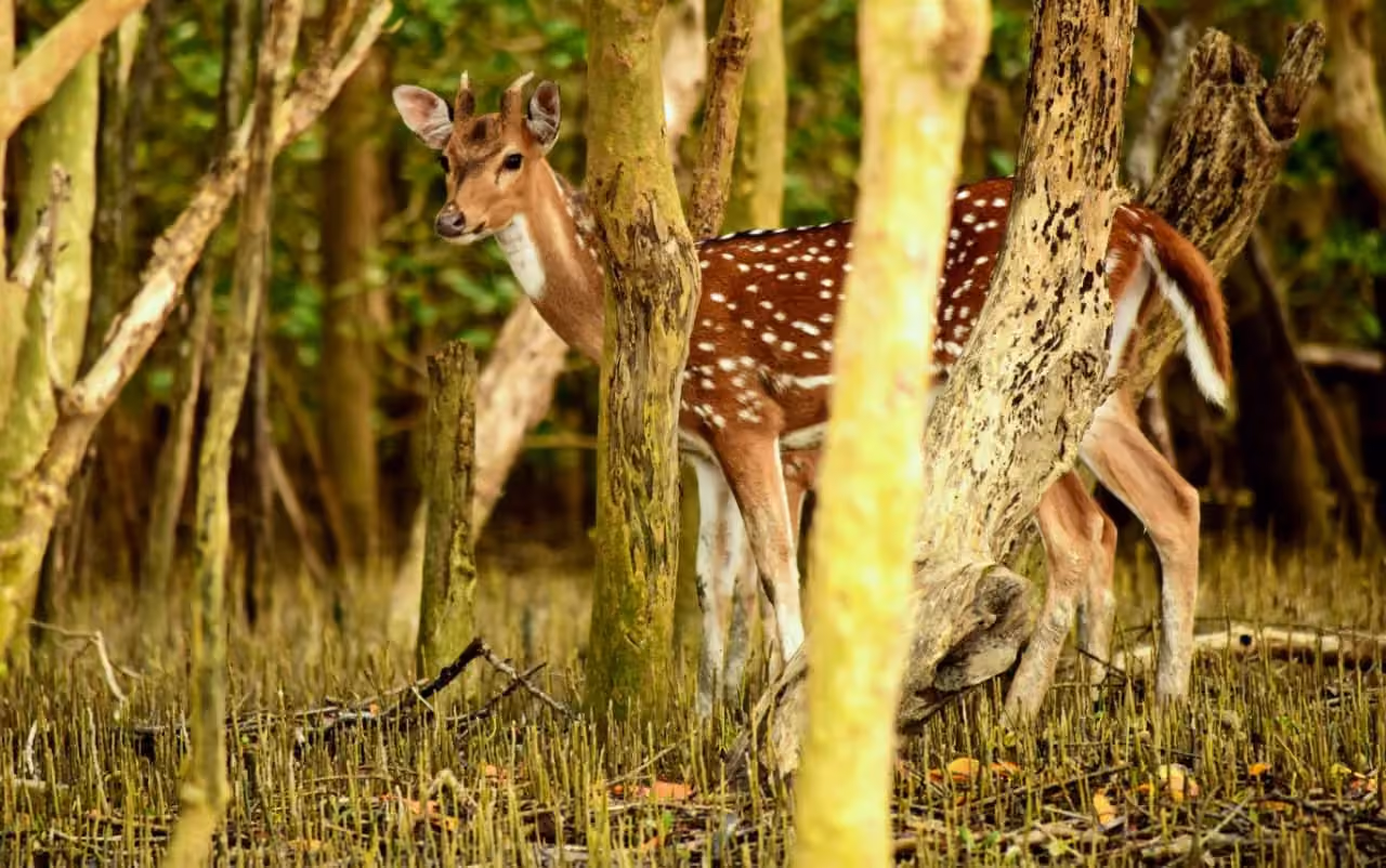 Spotted deer among mangrove trees in the Sundarbans